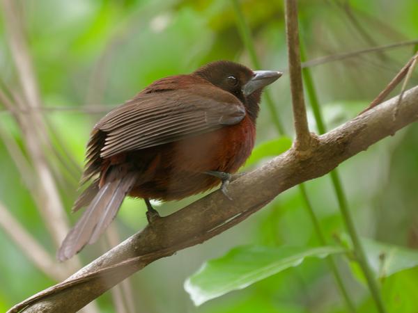 Zilvertangare (Stilpnia viridicollis)